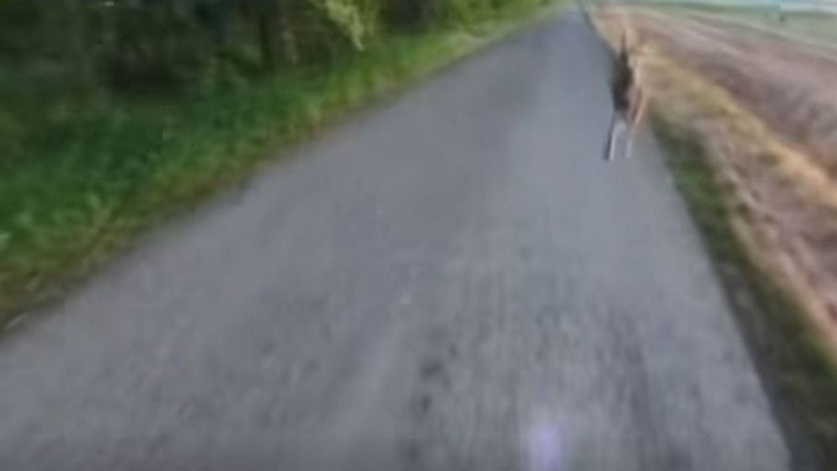 Az alamuszi nyuszi nagyot ugrott – Különös karambol vitte földre a rollerest (videó)