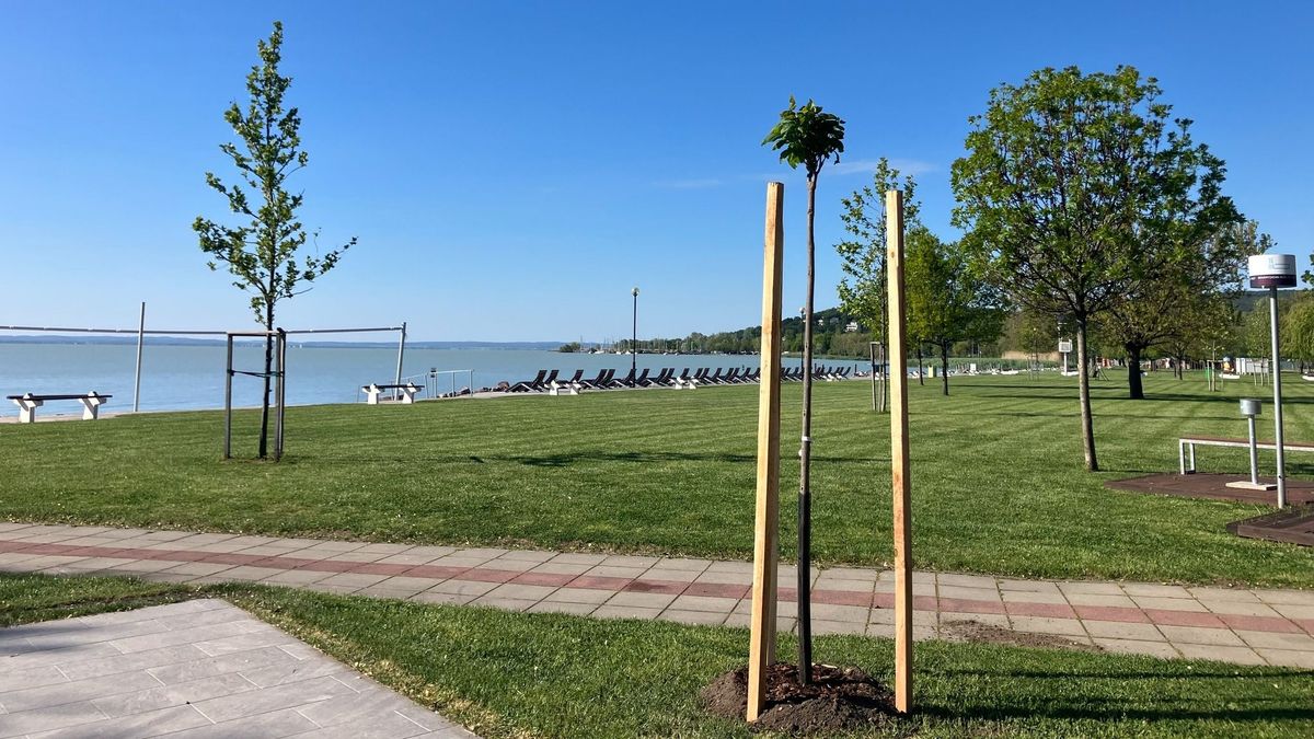 Harminc új fát ültettek Balatonalmádiban – közösségi akció a zöldebb városért