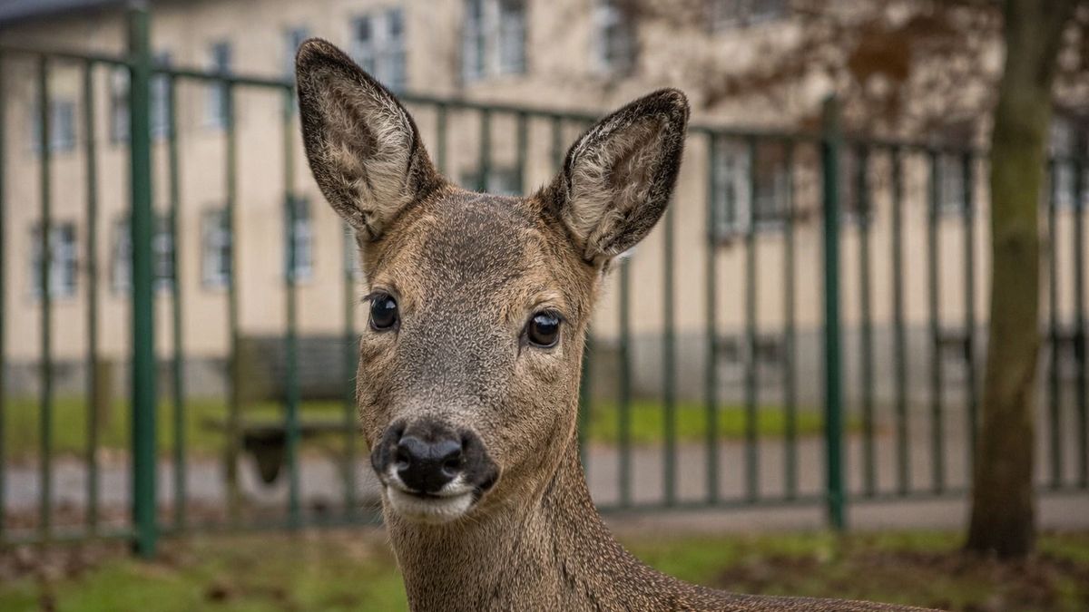 Bambi benézett az iskolába, végül a veszprémi tűzoltók mentették ki a sutát (fotók)