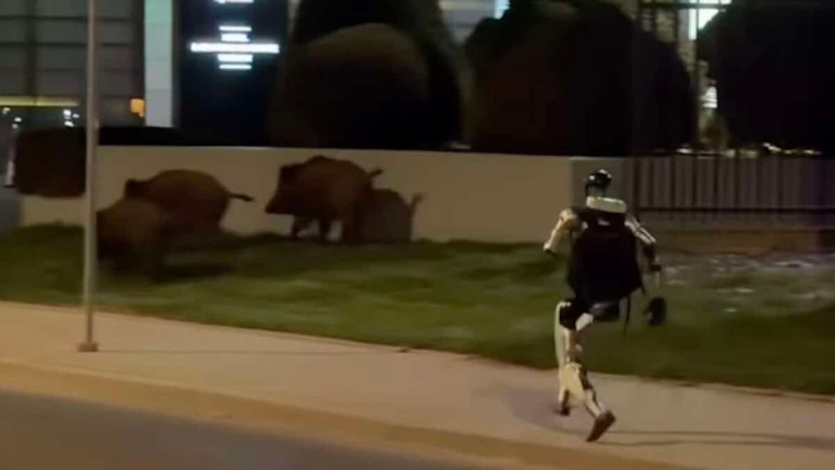 Ez lehet a jövő: robot hajtotta a vaddisznókat egy úttest mellett (+videók)