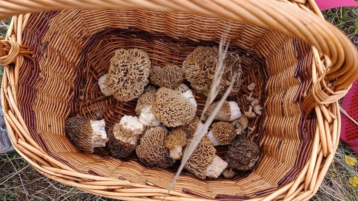 A bakonyi gombászás mindentudói megcsinálták, amiért tömegek lesznek hálásak (galéria)