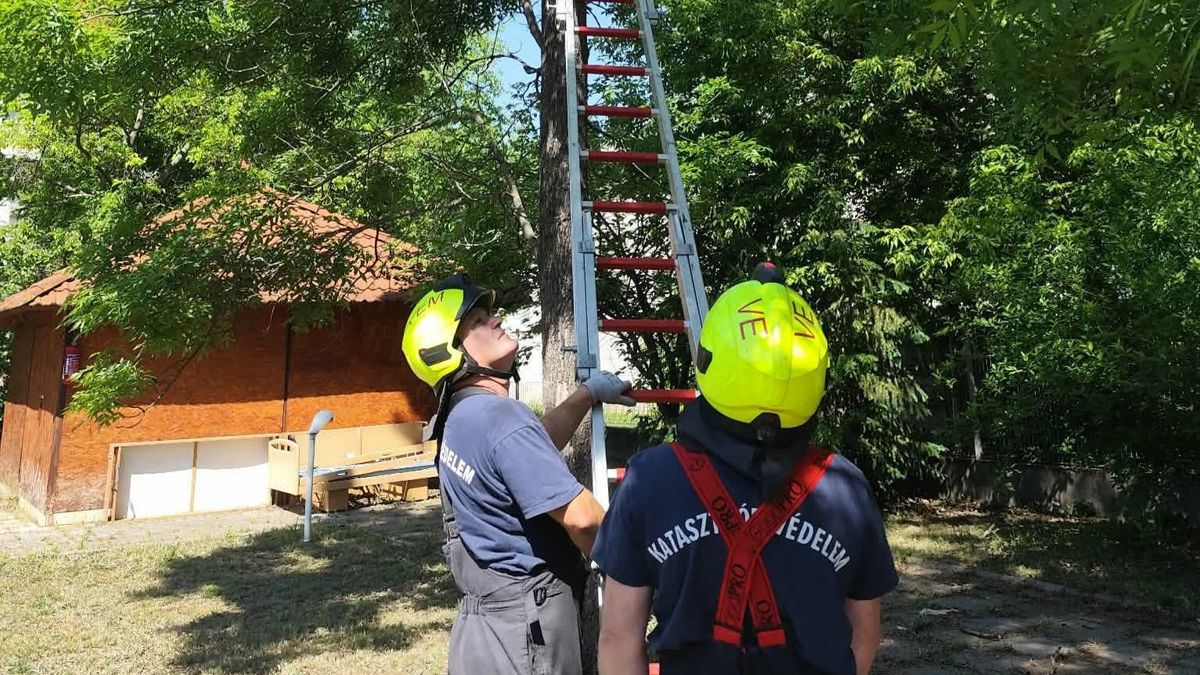 Öt apró életért álltak meg a láncfűrészek: megható rigómentés Veszprémben