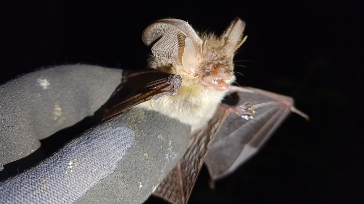 Csak kicsit ijesztő, hogy jön a batmobil a Bakonyba, és éjszakai vonatozásra is jelentkezhetünk