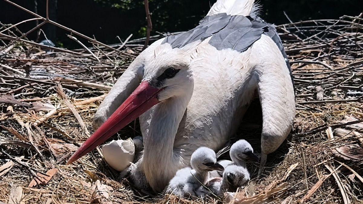 Szofi és Macus ötödik fiókája is kikelt – Anyák napjára jöhet az utolsó csoda? (+ videó)