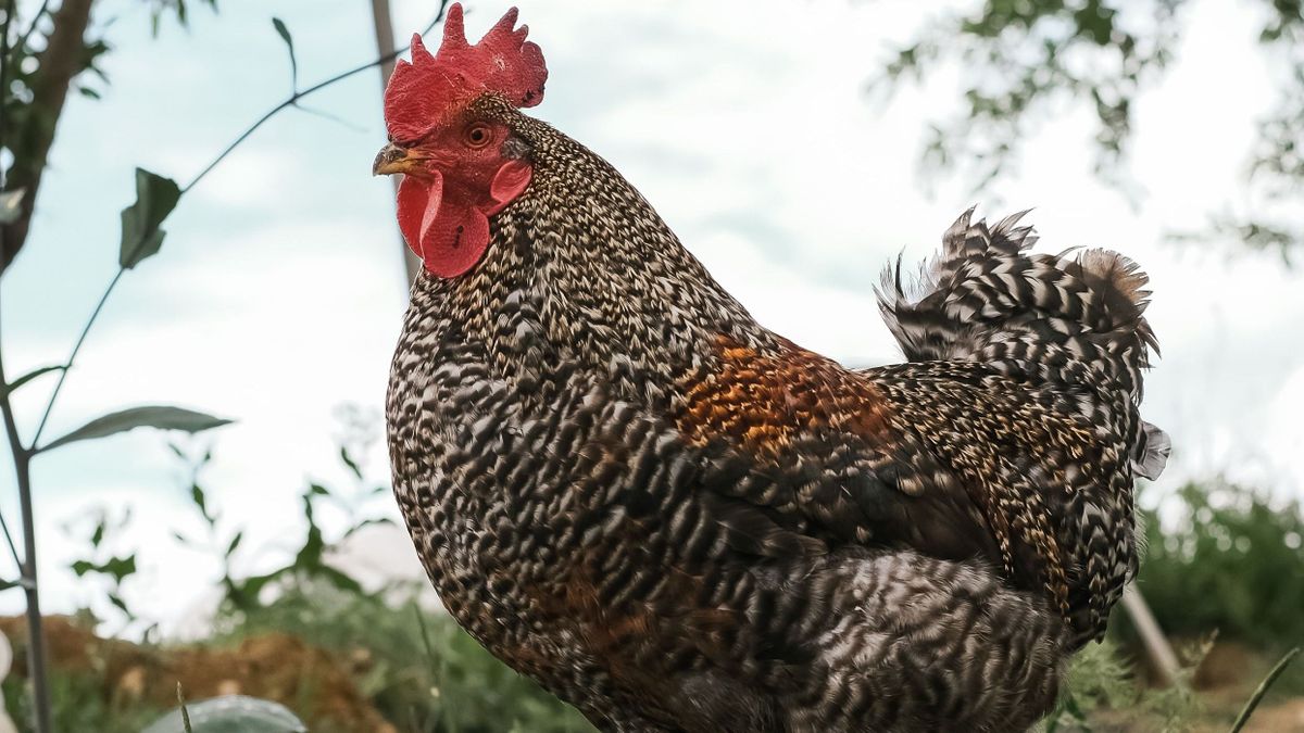 Nagyot ugrott a Bakonyalján a kakaska, páratlan produkció lett belőle (vidám videó)