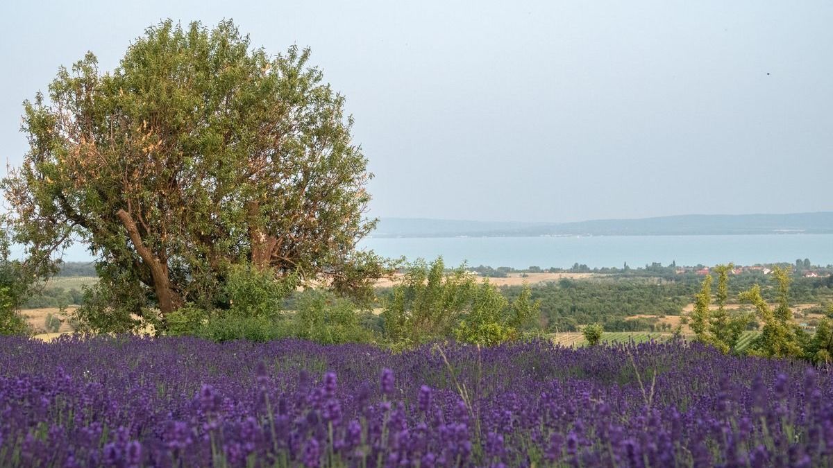 Indul a levendulaszezon a Balatonnál: fotókon mutatjuk a legillatosabb helyszíneket
