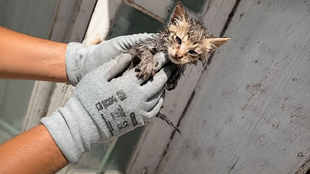 A csatornából sírt segítségért a cica a Balatonnál – videón a megható mentőakció