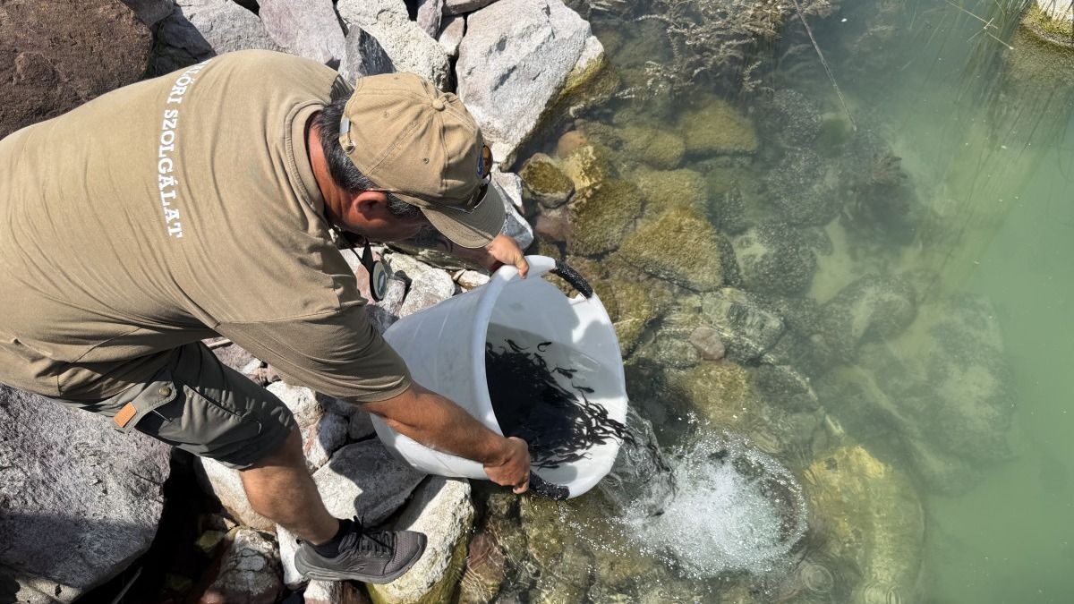 Tovább gyarapodik a Balaton őshonos halállománya