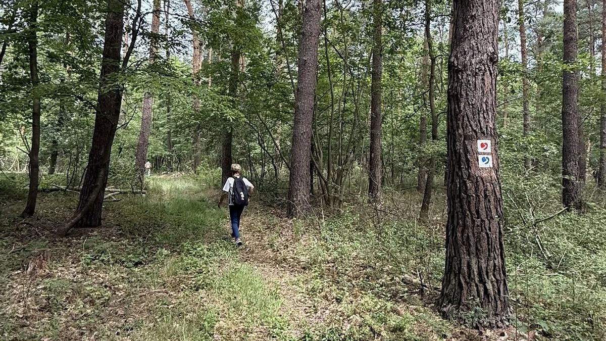 Keress színes szíveket bakonyi fákon! Orvosi vizsgálatnak minősülő sétához mutatunk ösvényt (fotók)