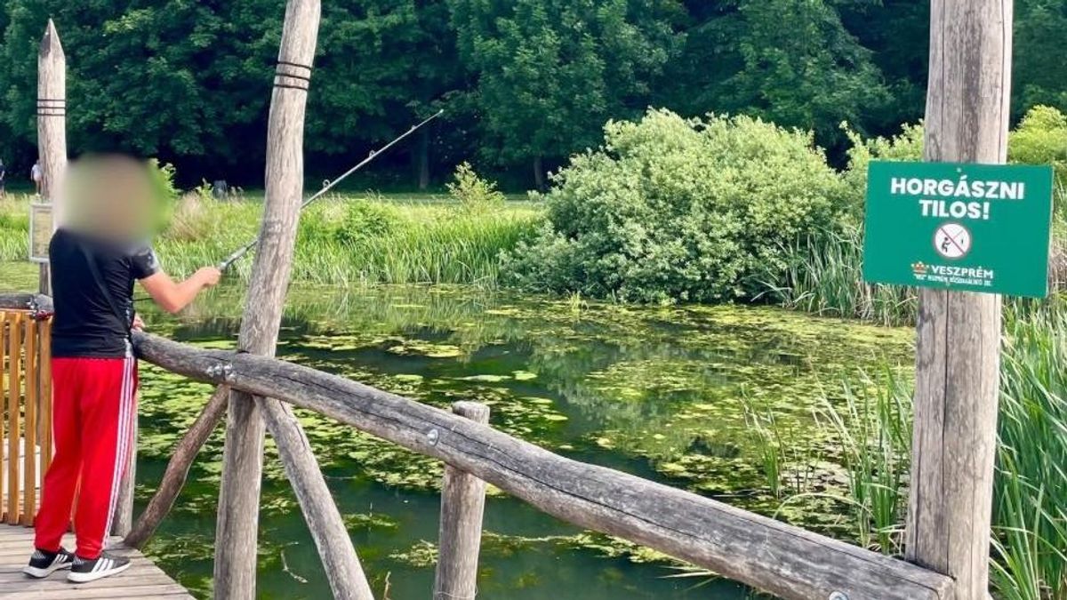 Orvhorgász horga sebesíthetett meg egy kutyát a veszprémi csónakázótónál