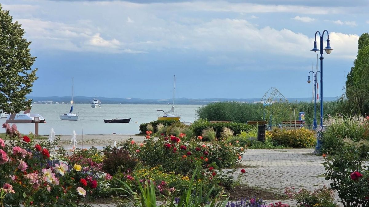 Alsóörsön is megjelentek a vaddisznók, az önkormányzat megoldást javasol 