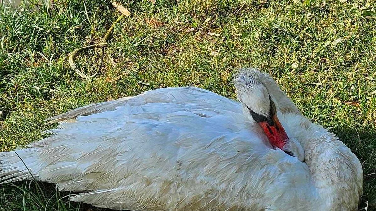 Húsba vágó probléma a Balatonnál: a horog nem csak a halakra lehet veszélyes