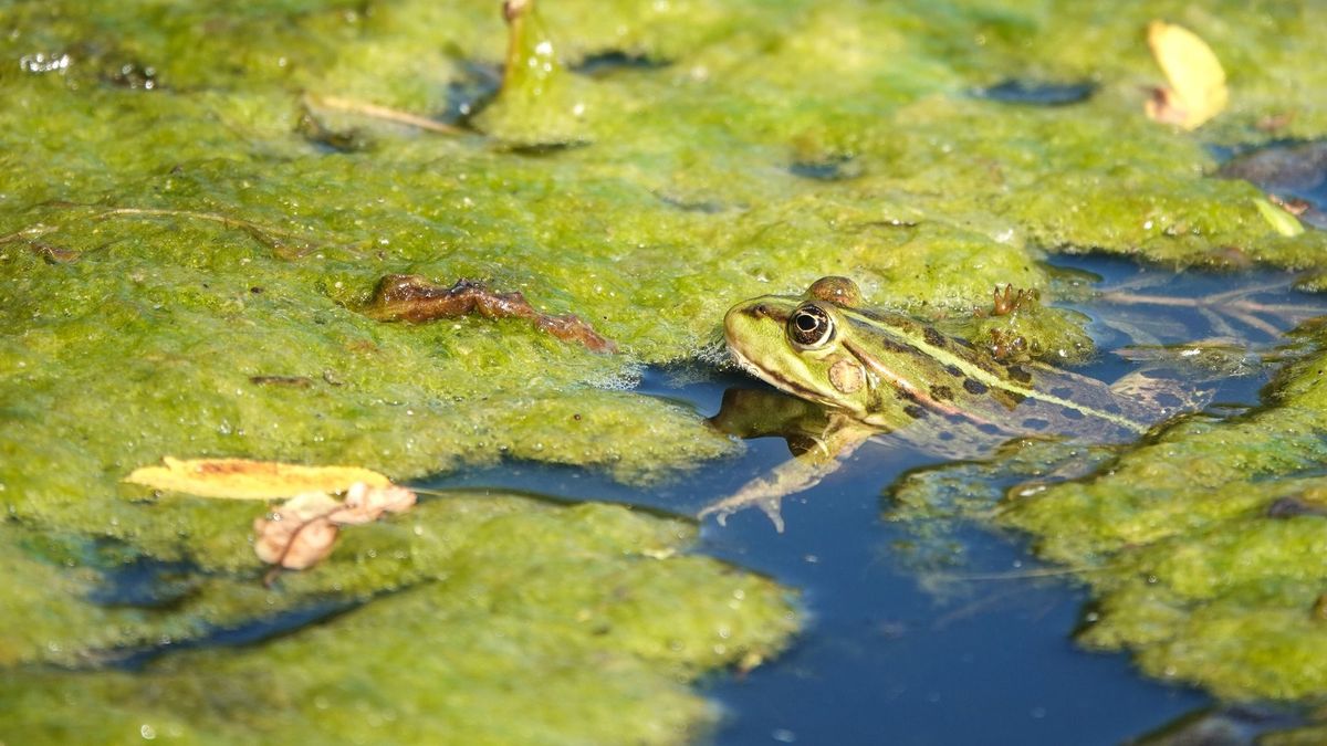 Szombattól másodfokú hőségriasztás lép életbe országszerte, a Balaton térségét is eléri a kánikula