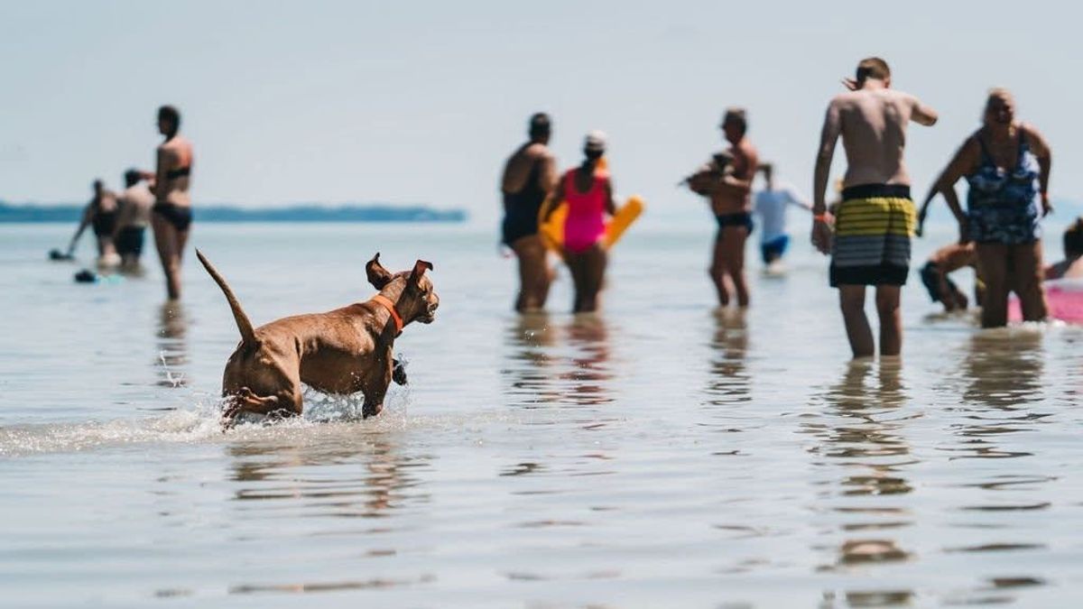 Újra megjelenik a Kutyabarát Balaton Élménykalauz és Térkép