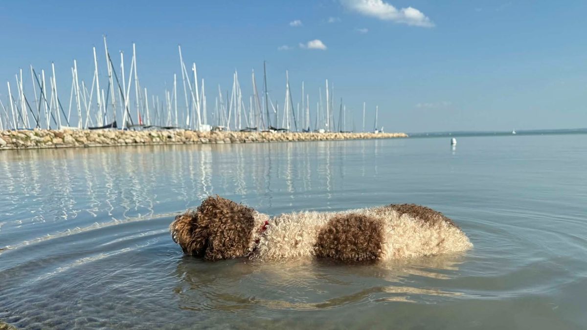 Ide viheted a kutyádat a Balatonnál, ha csobbannátok egyet a kánikulában