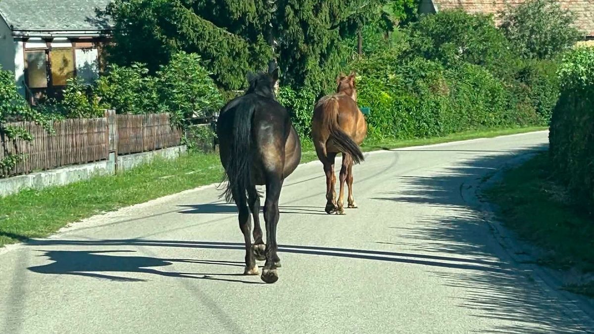 Két ló keresi a gazdáját a Bakonyban, utcákon kóborolnak, óvatosan kell közlekedni! (fotók)