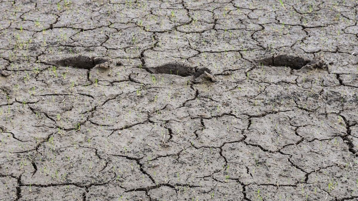 Magyarországot sem kerüli el az El Niño: újabb brutális élelmiszer-drágulás jöhet + videó