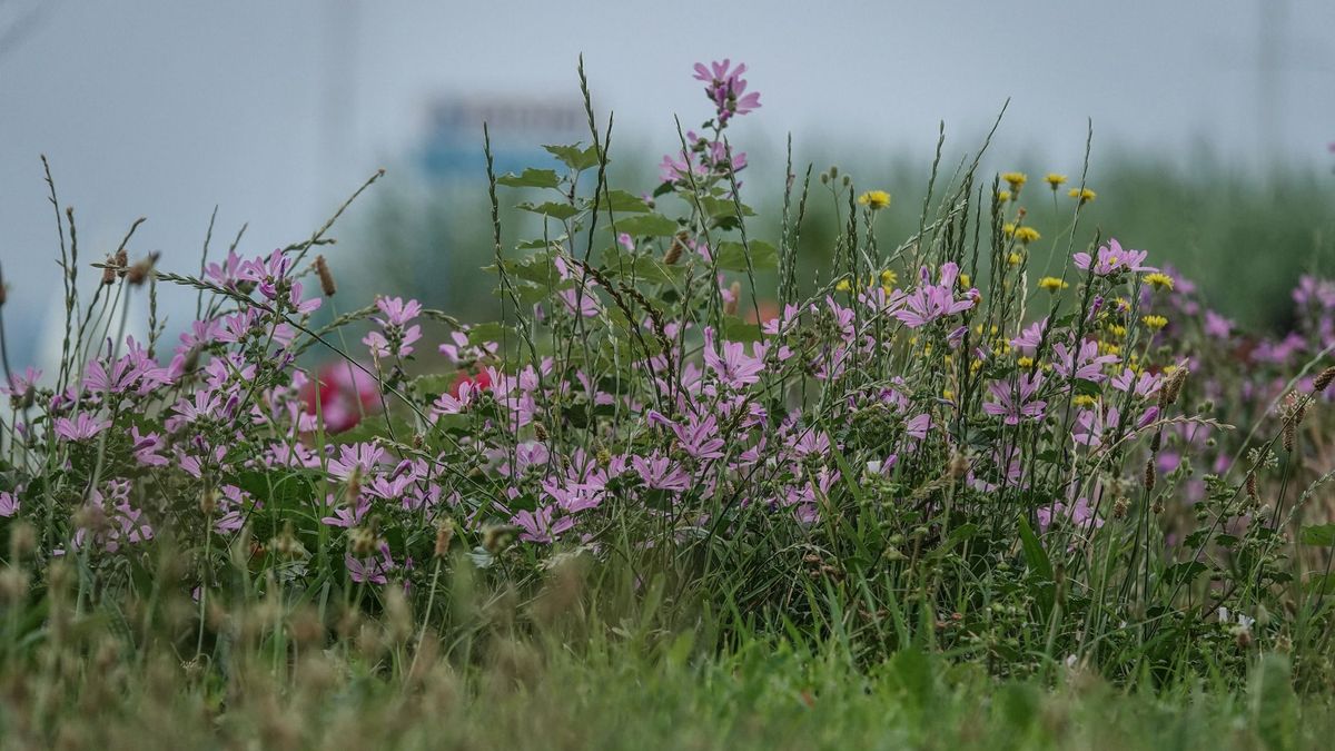 Csütörtök délutáni időjárás napsütéssel és széllel – A Balatonnál figyelmeztetés van érvényben