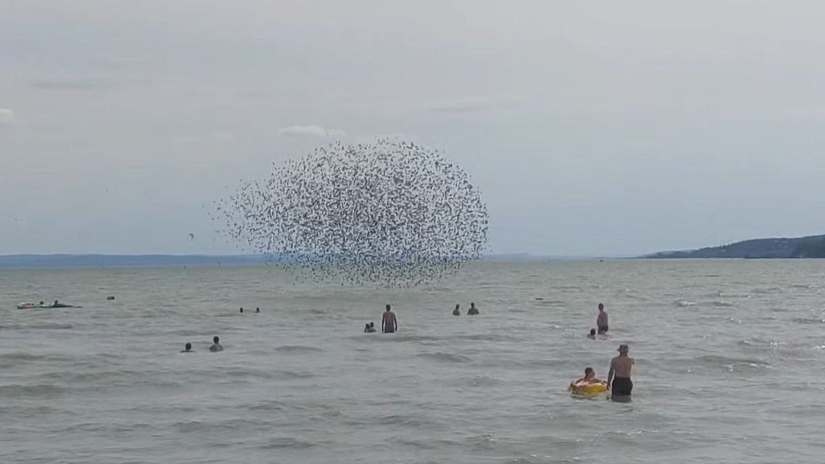 Lenyűgöző látvány Balatonfűzfőn: seregélyek tánca kápráztatta el a strandolókat (videó)