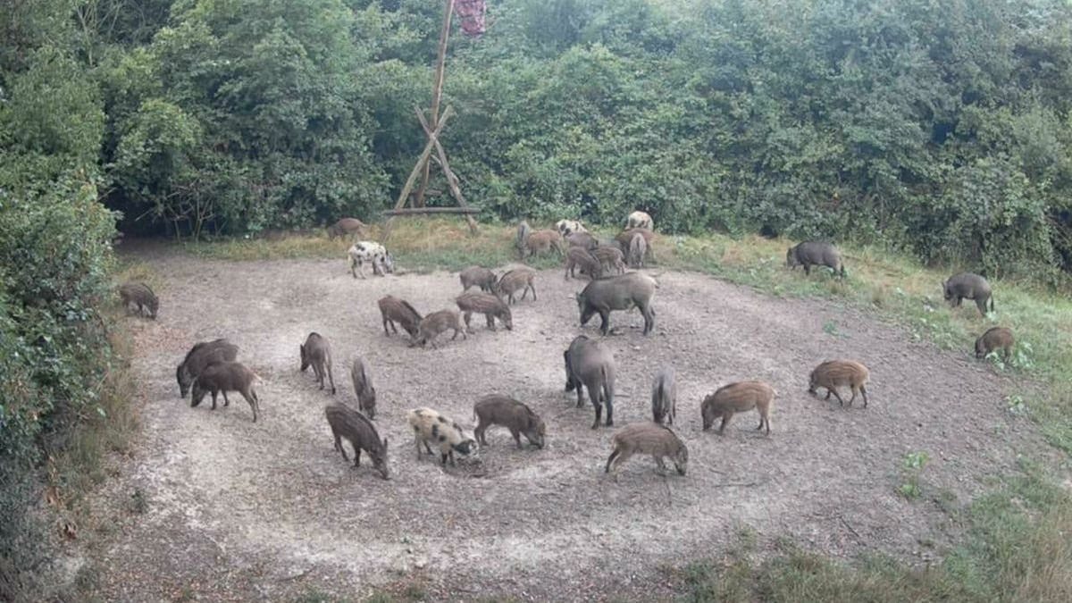 Világító vaddisznó malacok bukkantak fel Zalában – mi áll a jelenség hátterében?