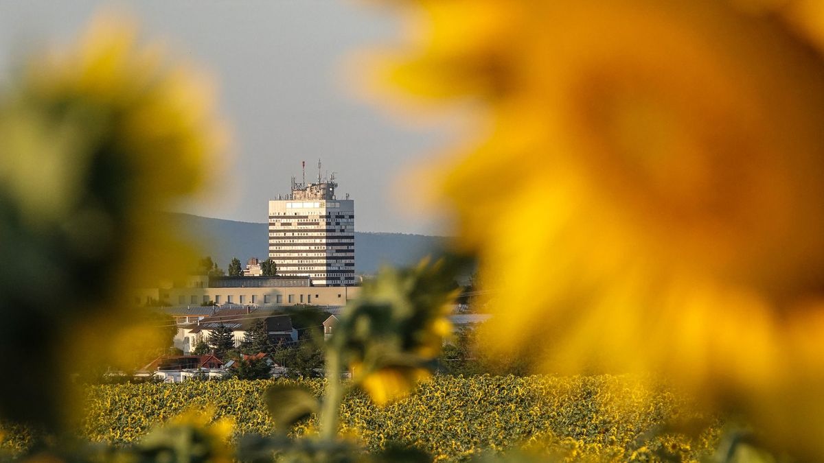 Ne csak a fotókra figyeljünk, a termés épsége is számít! +képgaléria