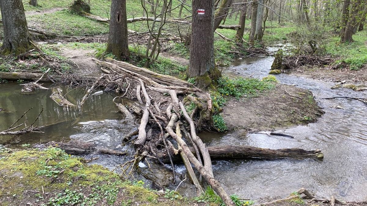 Vessetek a mókusok elé, de ne bántsátok a hódokat!