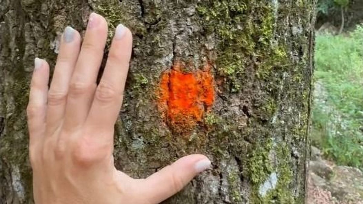 Mit jelent a narancssárga pötty a fán? Titkok és életmentő tények az erdész meséjében (+ videó)