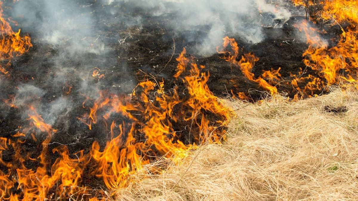 Tűz pusztít Kislőd közelében – Húsz hektáron lángol a határ