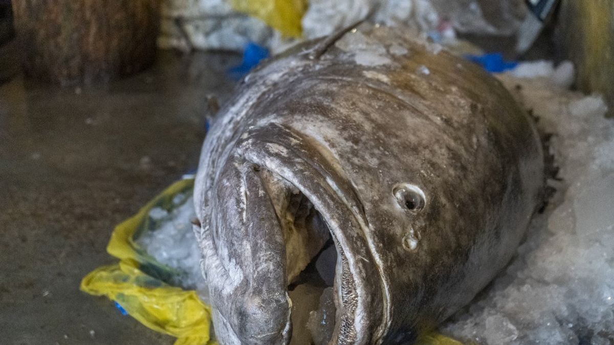 Milyen szaga van egymillió liter erjedő halszósznak? Ebben a kisvárosban nagyon is tudják