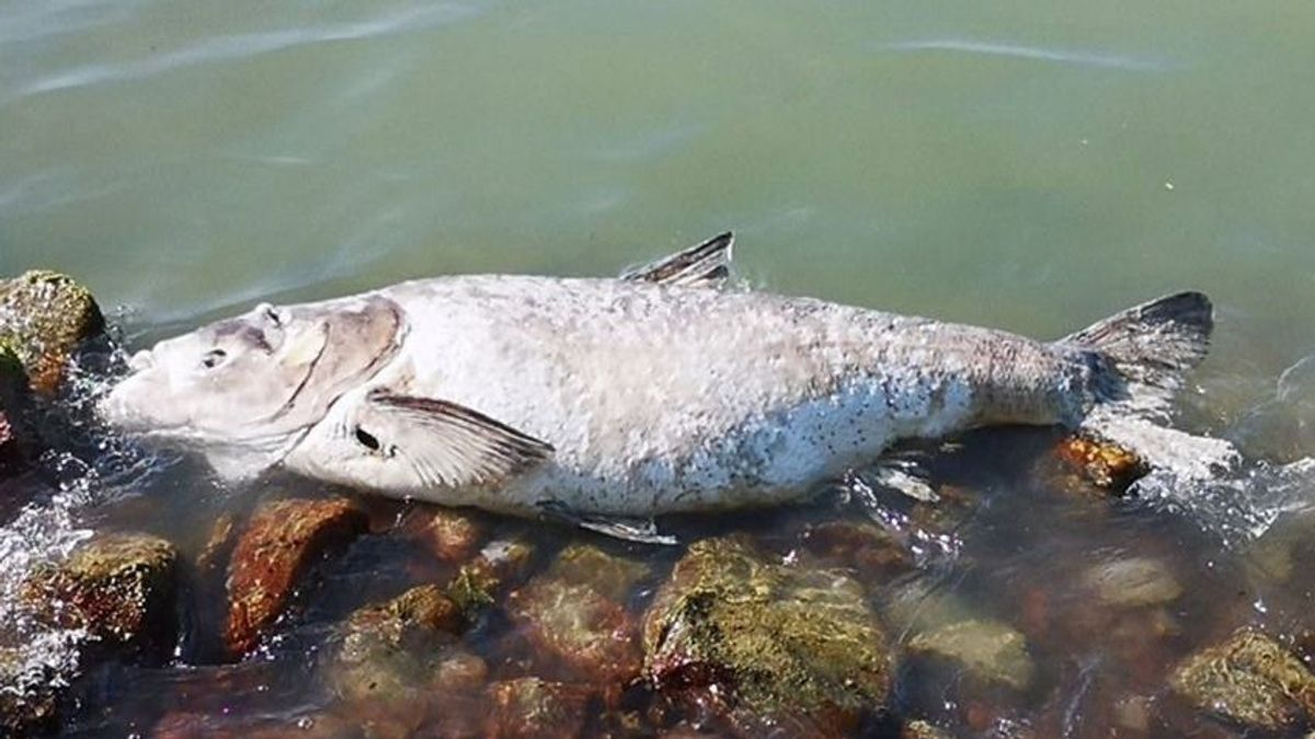 Alacsony a Balaton vízállása, több elhullott hal bukkanhat fel a parton – mutatjuk, mit tehetünk
