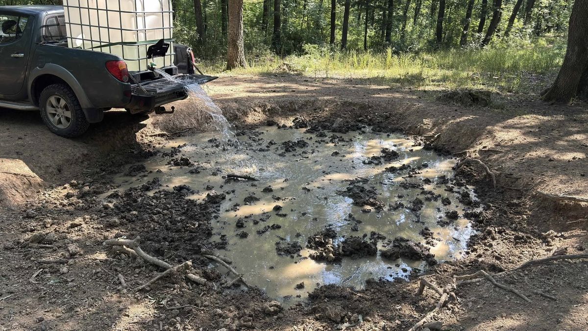 Vizet visznek a bakonyi erdőkbe a vadaknak, a dagonya nekik és nekünk is életmentő (+ videó)