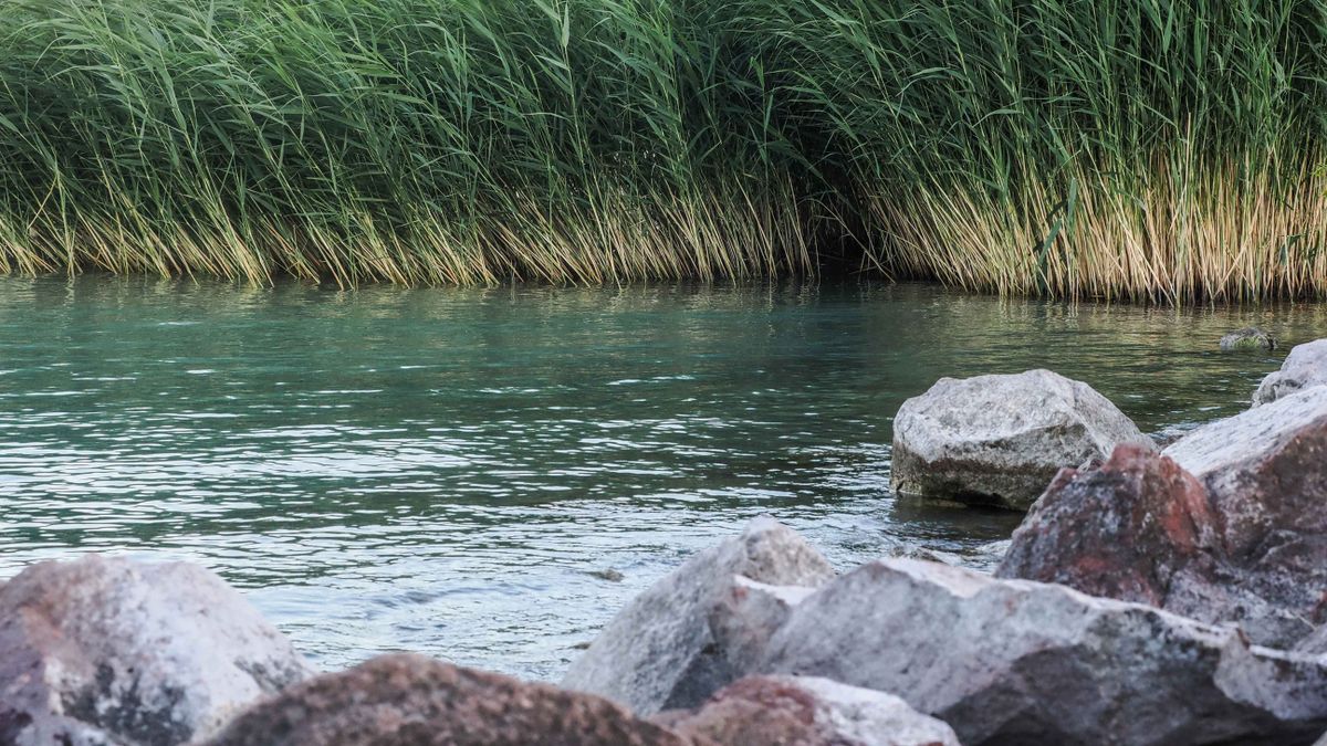 Veszélyes ragadozó bukkant fel a Balatonnál – semmiképp ne nyúljon hozzá, ha ilyet lát!