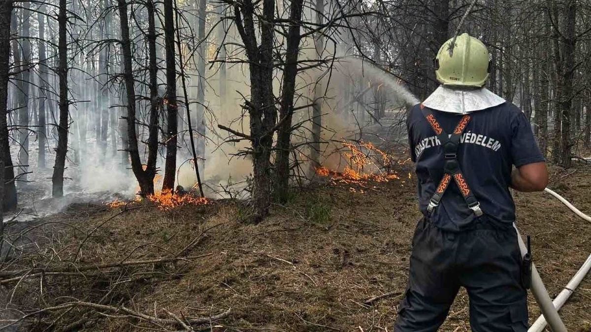 Erdőtűz az Alföldön: 25 hektáron pusztítottak a lángok, óriási erőkkel oltották a tüzet