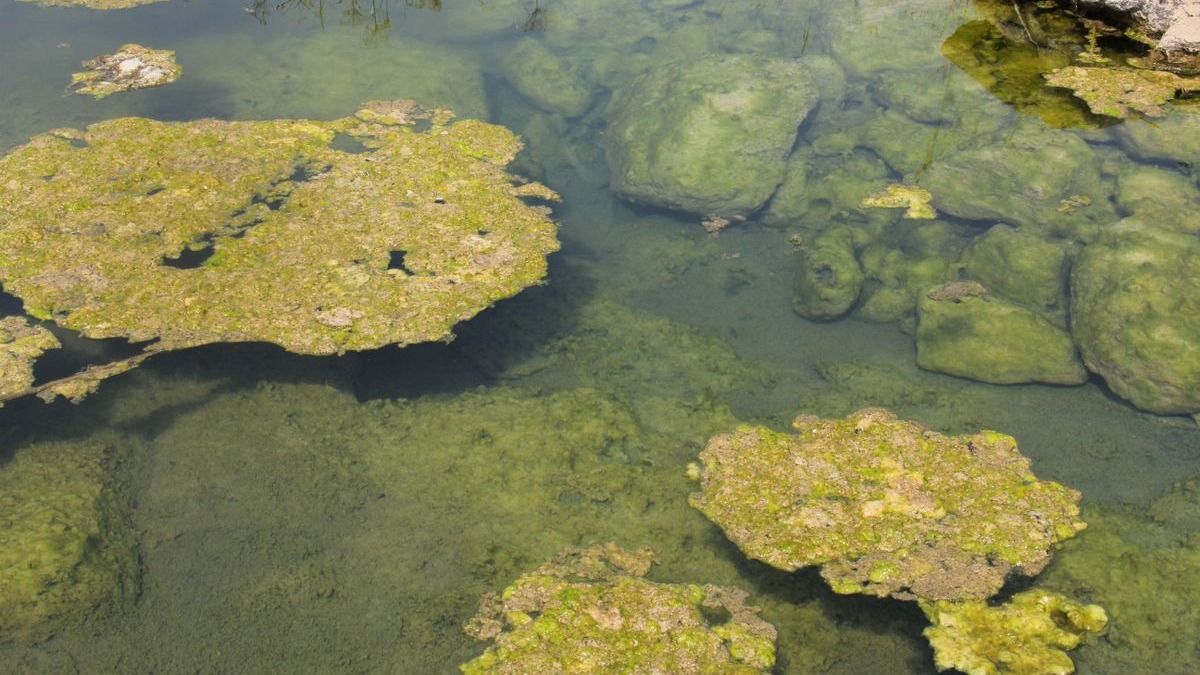 Van ok az aggodalomra? Friss hírek érkeztek a Balaton algásodásáról