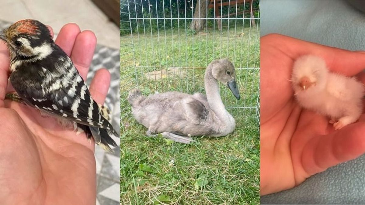 Meglettek a tesók és anya: visszakerült az odúba a pár centis tollas ragadozó (képek + videó)