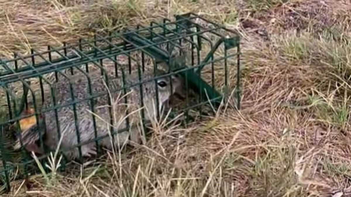 Megfogyatkoznak a tihanyi ürgék? Megkezdődött a befogásuk a Belső-tónál (videó)