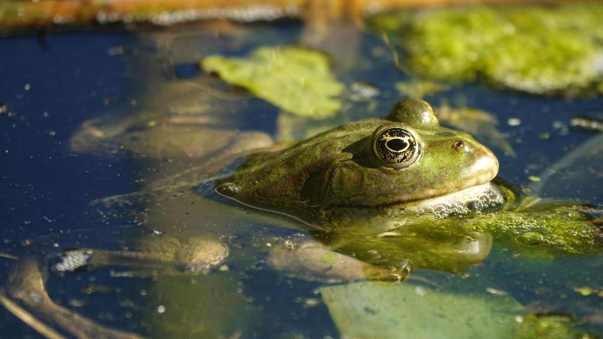 Nem marad el a nyári meleg csütörtökön, de a zivatarokra is figyelni kell a Balatonnál