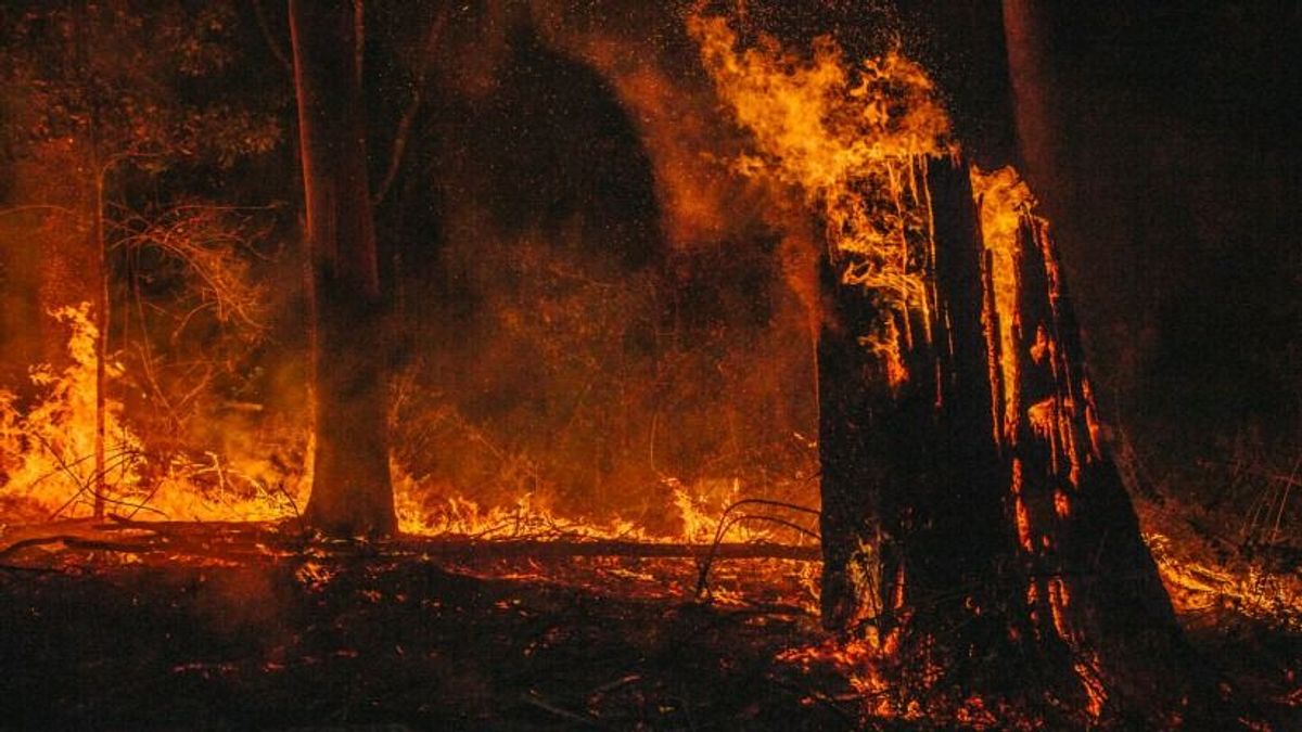 Tűz pusztít Pusztamiske közelében, égő fák dőlnek az útra