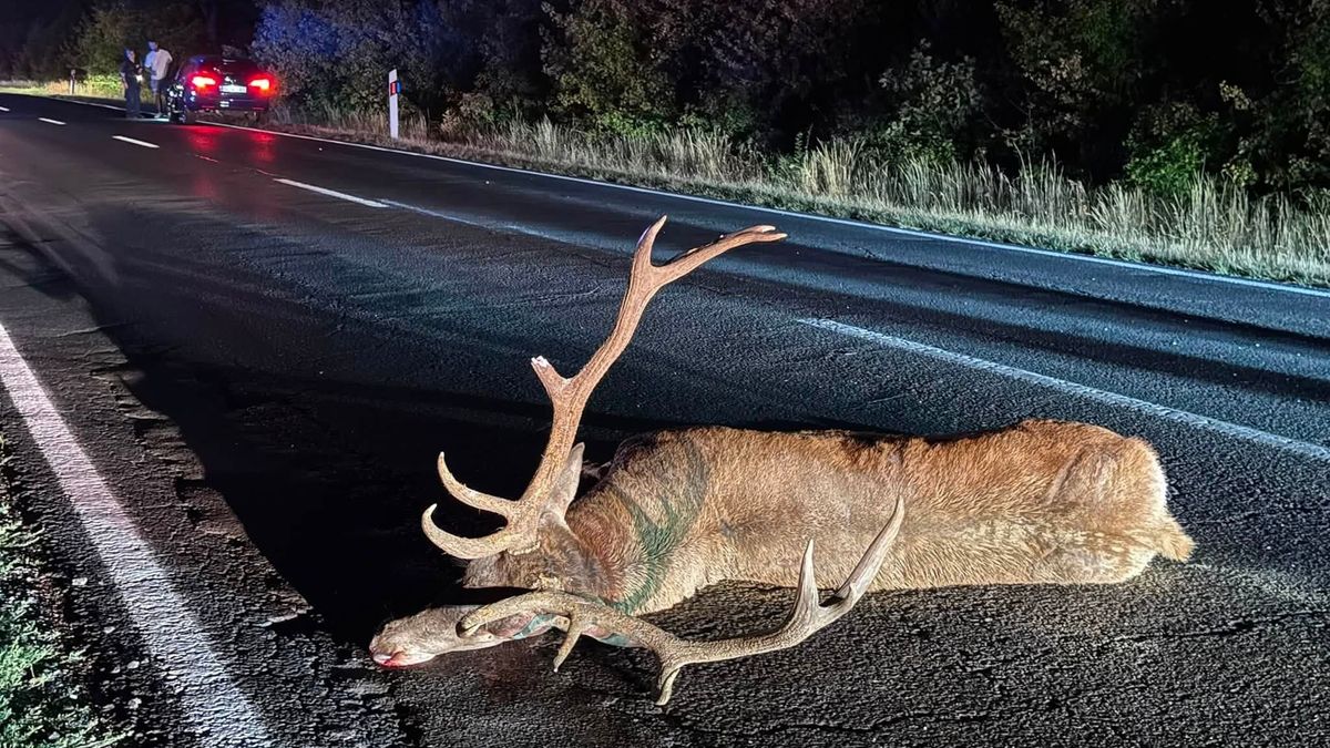 Hatalmas szarvasbika ugrott egy autó elé a 73-as úton (+ helyszíni képek, videók)