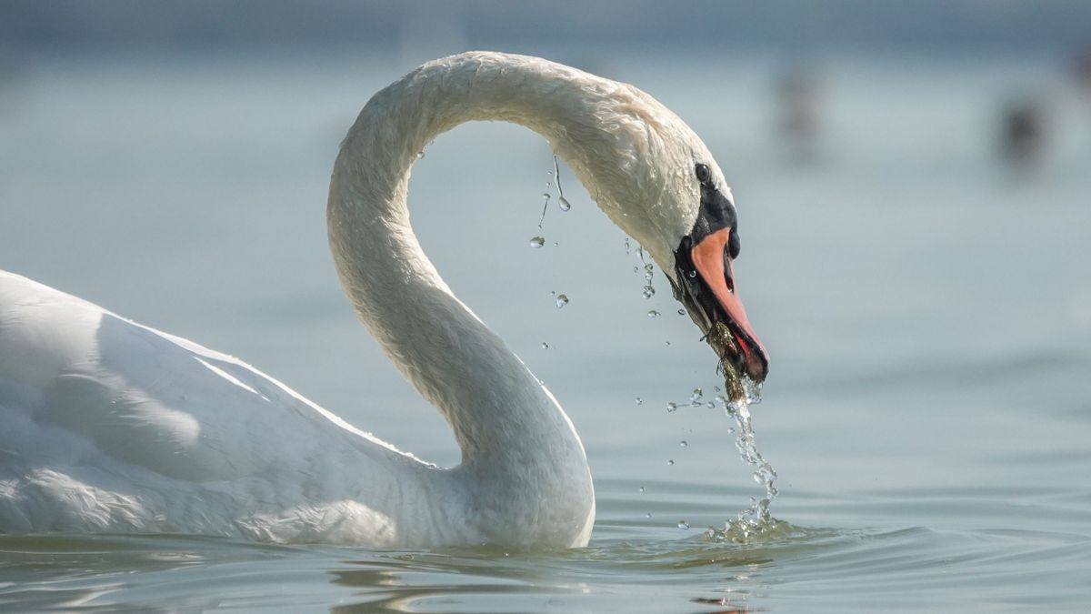 A Balaton, ahogy ritkán látjuk – különleges fotók készültek a vízből (galéria)