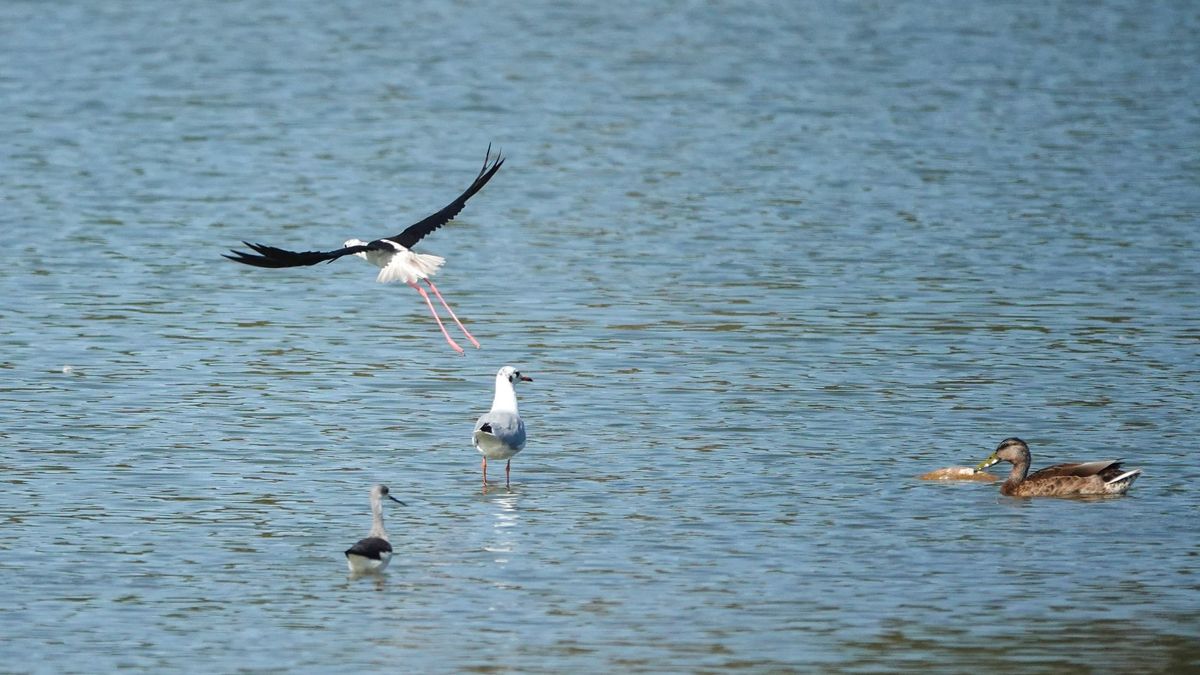 Nagyon erős UV-sugárzás és egyre nagyobb meleg várható a Balatonnál a hétvégén