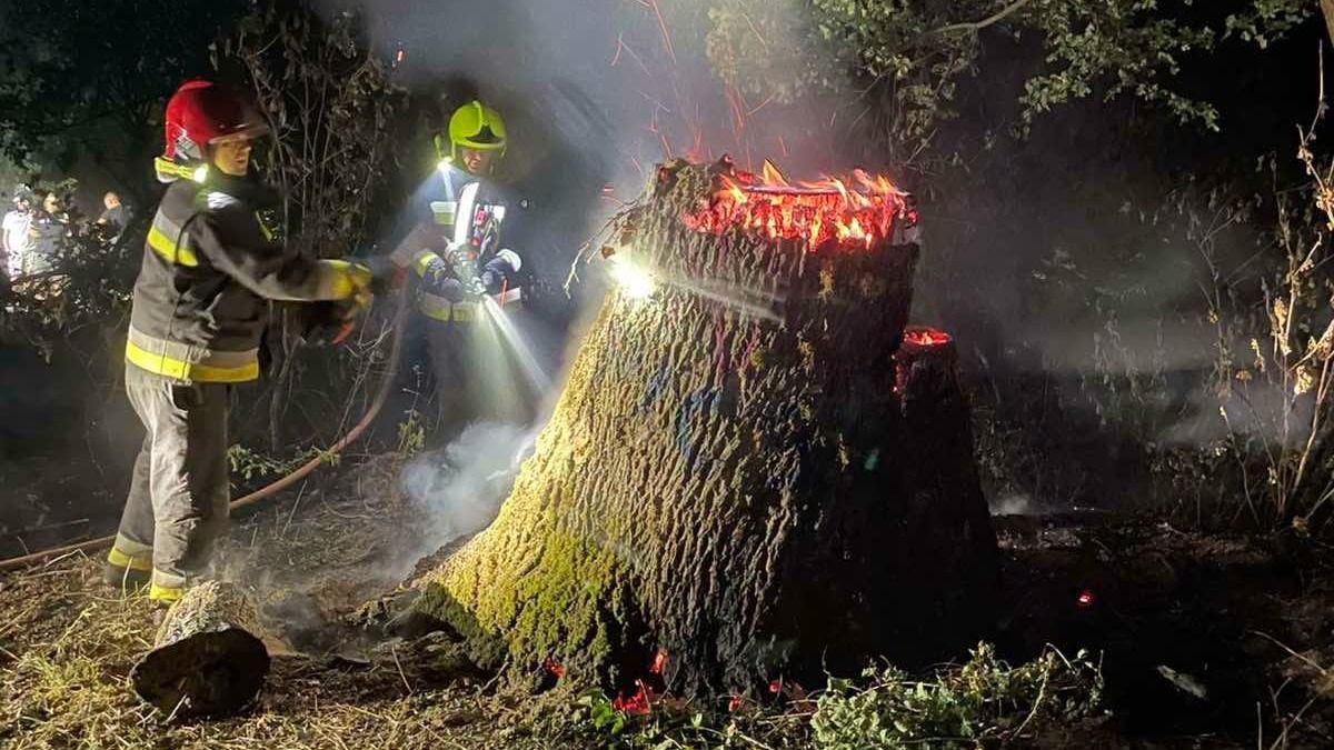 Lángra kapott egy fatuskó, a csetényi kastélyparkba riasztották a tűzoltókat +helyszíni fotó