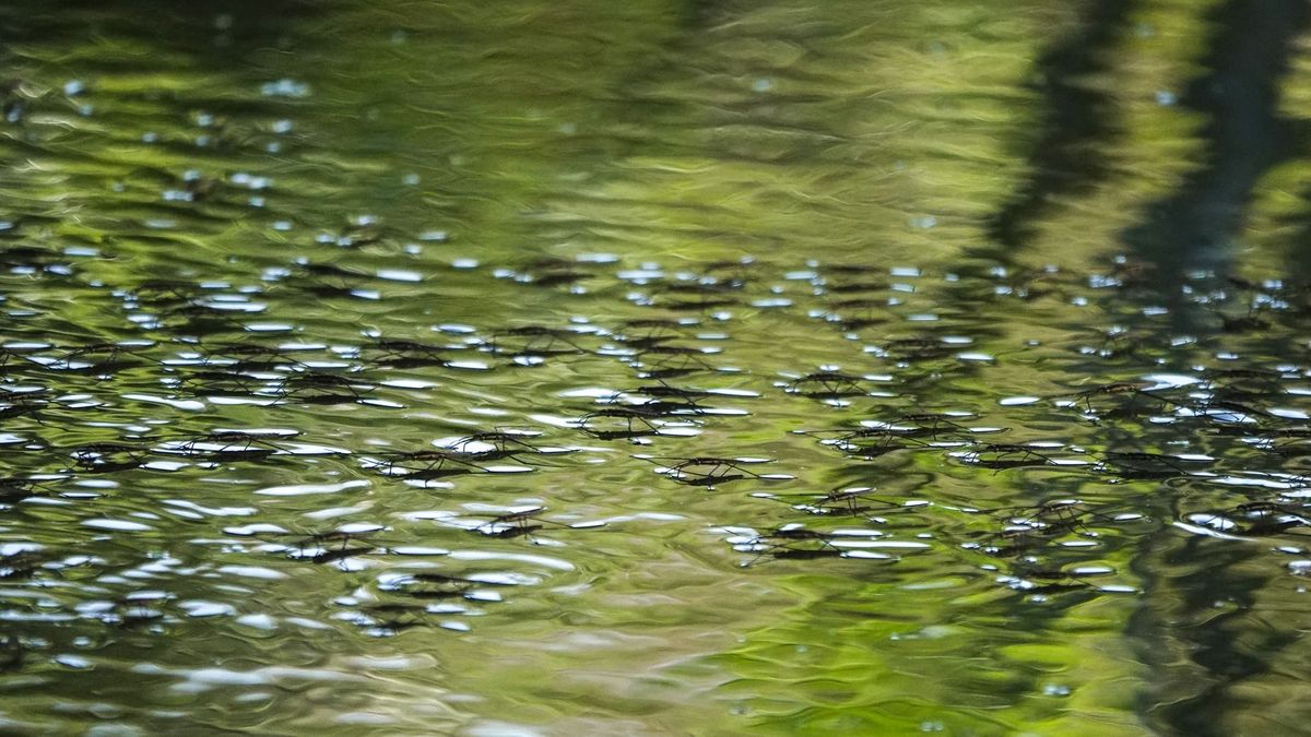 Szombaton 33 fokig melegszik a levegő a Balatonnál, délután változik a szél iránya
