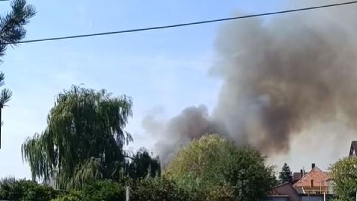 Fenyveserdő ég Gyulafirátóton (videó)