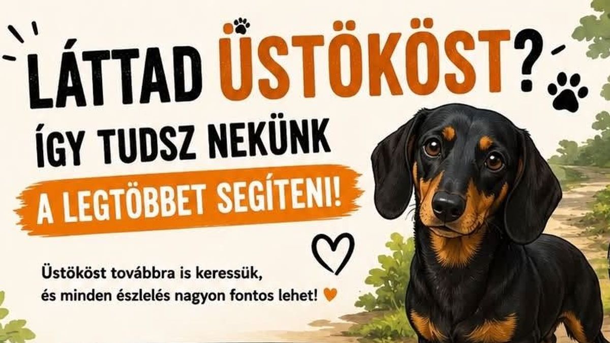 Napok óta keresik Üstököst, a Balatonudvariból eltűnt tacskót
