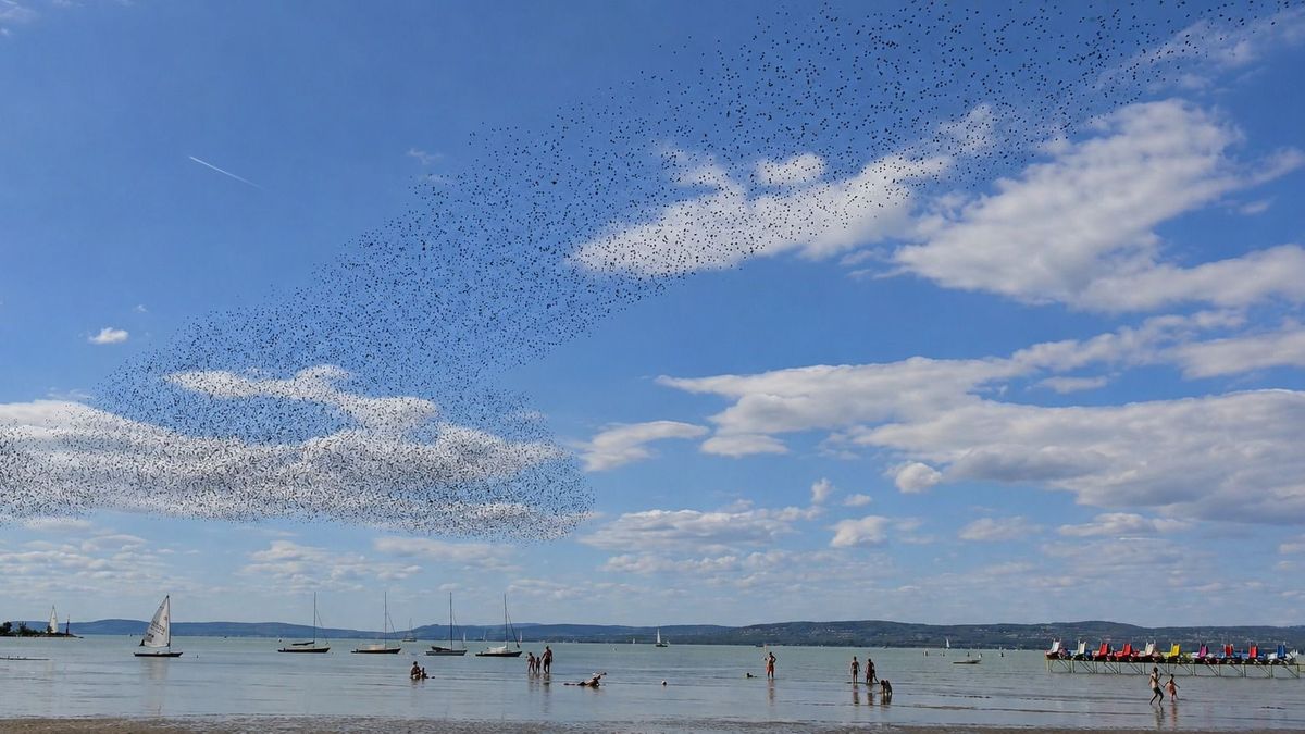 Hatalmas seregélyraj tért vissza a Balaton fölé +videó