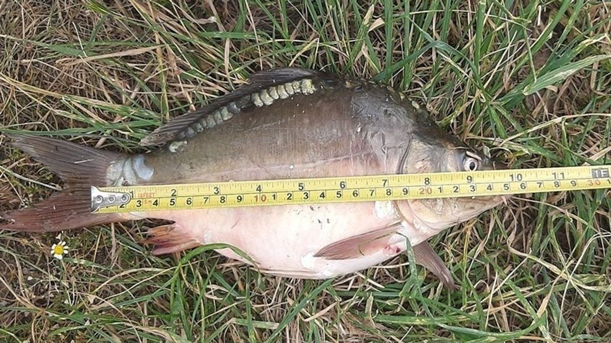 Több szabályt is megsértett az aggteleki horgász a Balatonnál