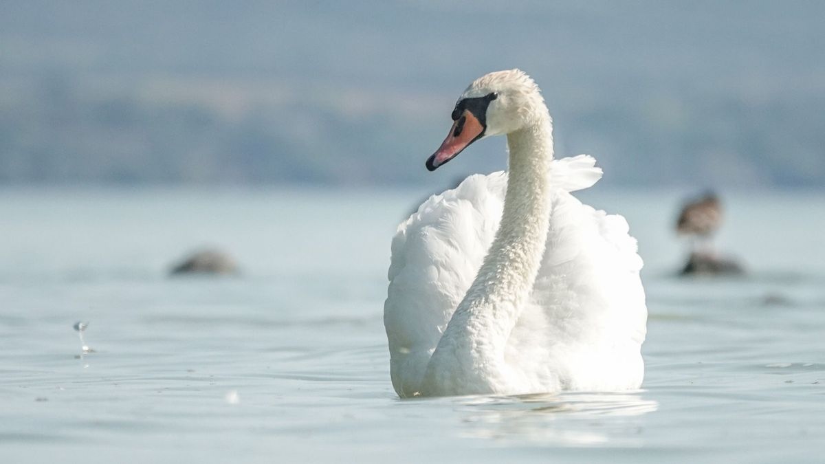 Zivatarokkal érkezhet a viharos szél a Balatonnál