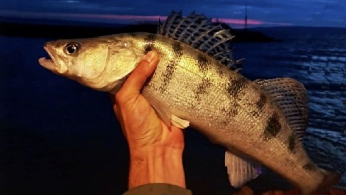 18 év után újra ritka hibrid hal került elő a Balatonból