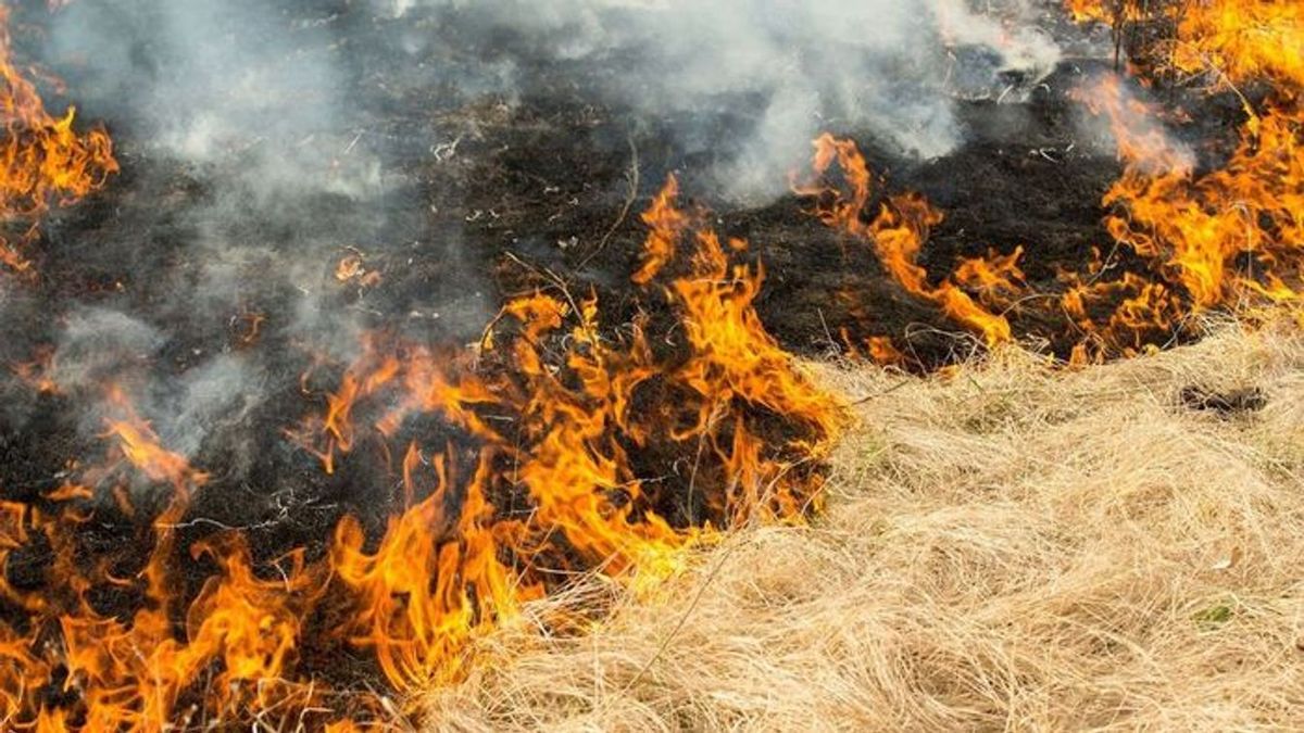 Négy hektáron terjed a tűz a Csobáncon, egy pince is lángra kapott